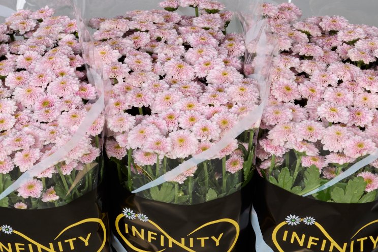 Introductie Santini Serie Miller Infinity Chrysanten