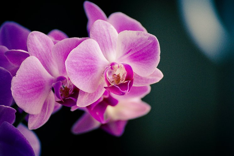 Ruimte voor meer Na bij recirculatie phalaenopsis