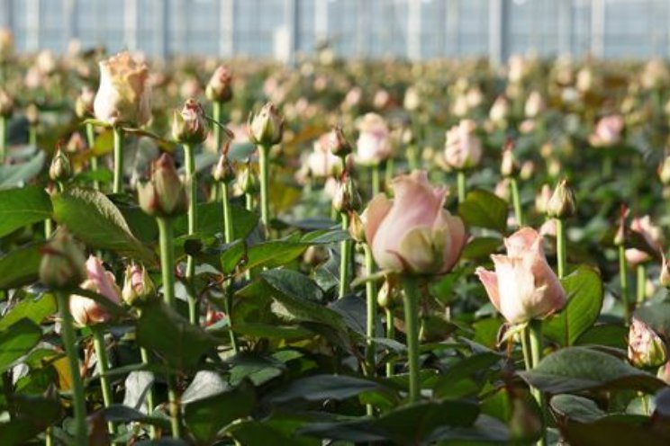 Effecten Na accumulatie in de drain bij rozenteelt