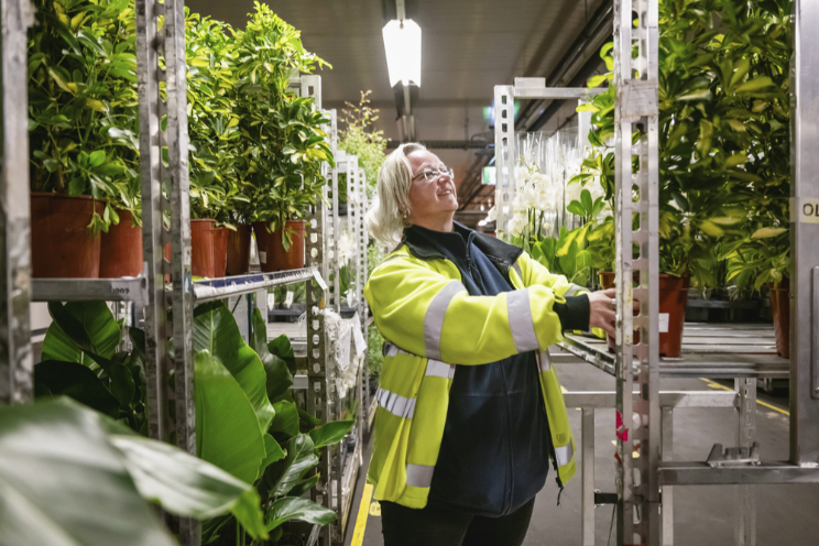 Eerste planten veilgroepen over op orderpicken 