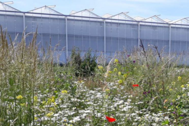 Deel foto's van bloemenrand rond kas