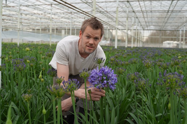 'Trips in Cyrtanthus goed onder controle gekregen'