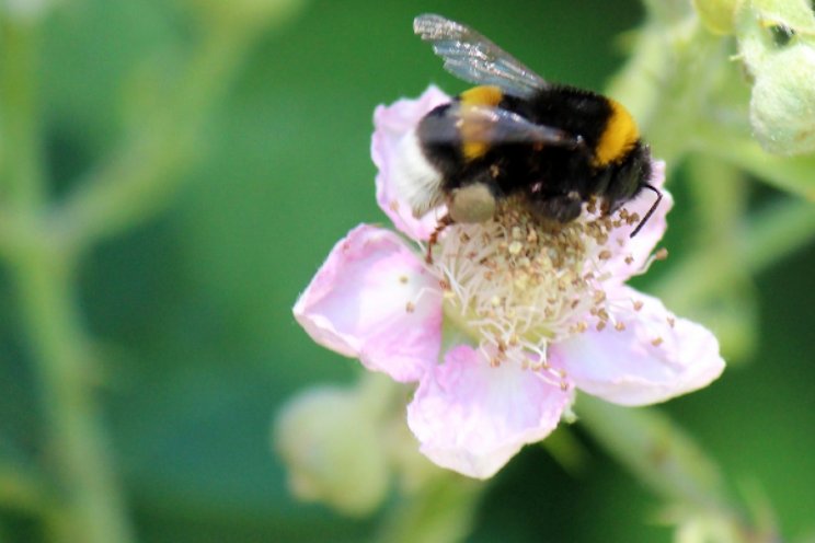 Biologische aanpak ook in de winter succesvol?