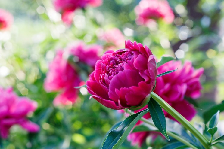 CNB Dutch Peony Days