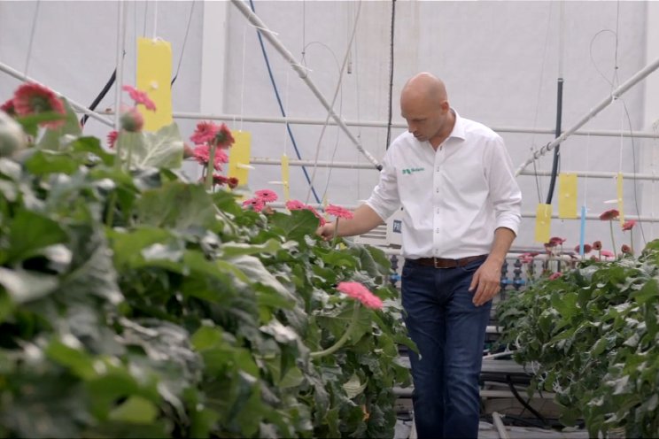 Wittevlieg bestrijden in de teelt van gerbera