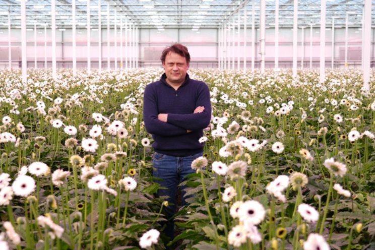 Sterkere wortels en betere waterkwaliteit in gerbera