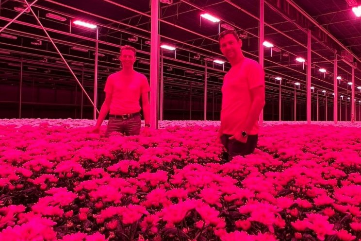 Beyond Chrysant veilt chrysanten voor goed doel