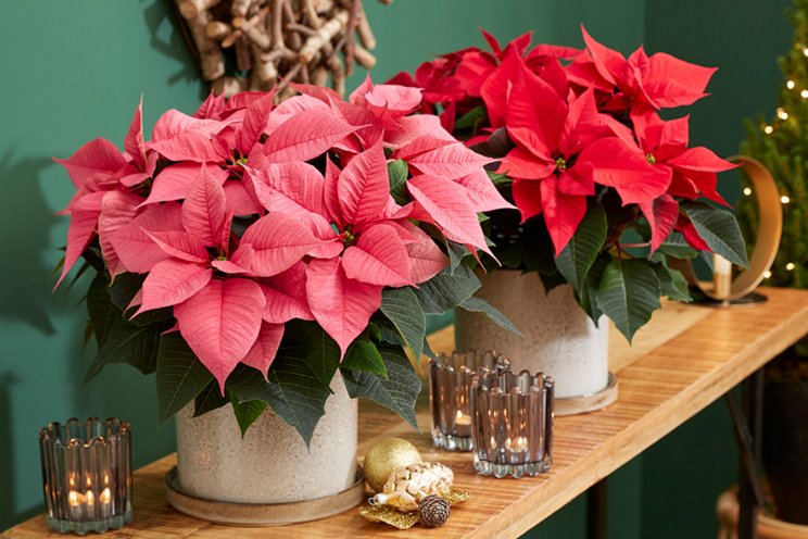 Veredelaars organiseren Poinsettia Trials samen