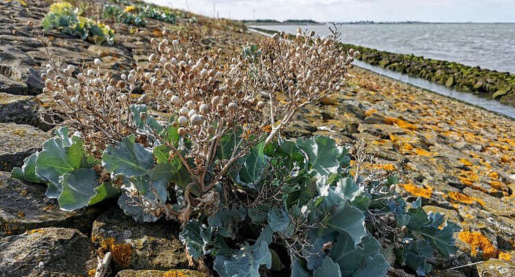 Inheemse planten zoeken voor zadencollectie