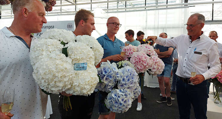 Nieuwe HBA-snijhortensia's in productie genomen