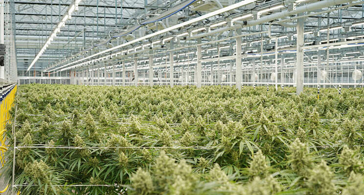 Consortium start onderzoek naar cannabisteelt