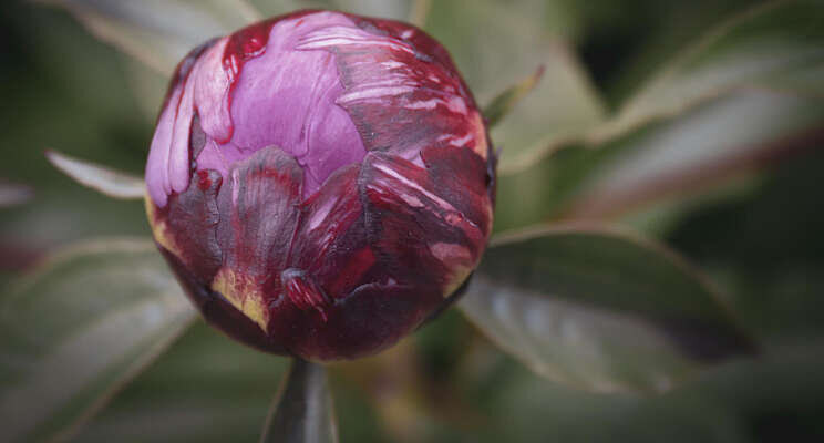 CNB Dutch Peony Days 2022