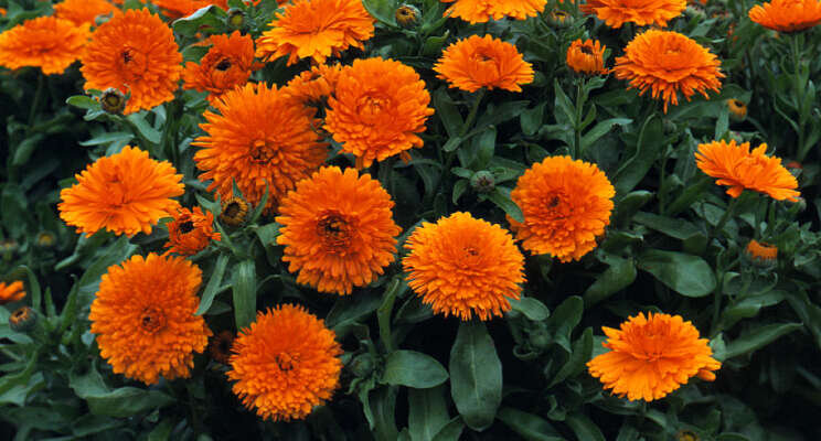 Publieksfavoriet: Calendula Candyman Orange