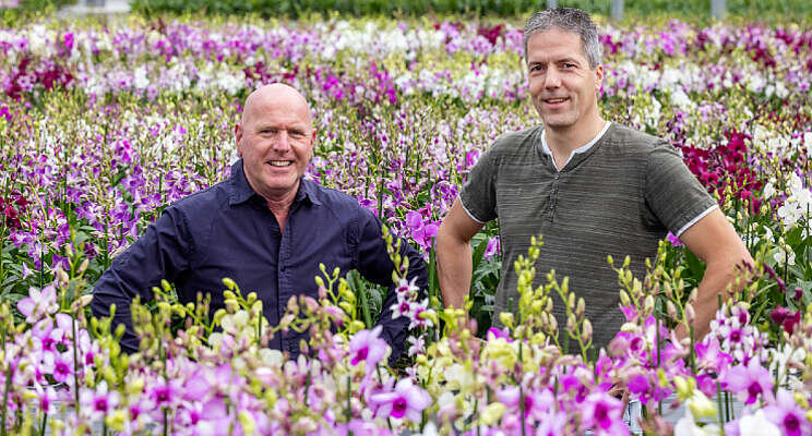 Fransen Orchideen verkoopt Sa-nook dendrobiums zelf