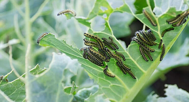 Plant voorbereid op aanvalsvolgorde insecten