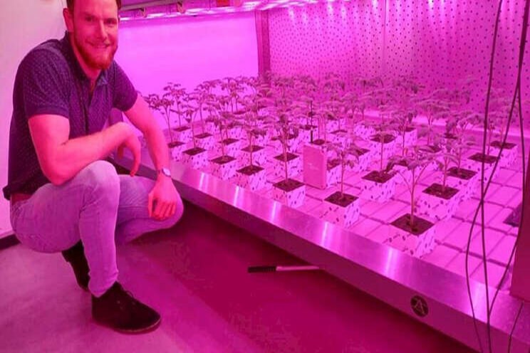 De voordelen van steenwol in vertical farming