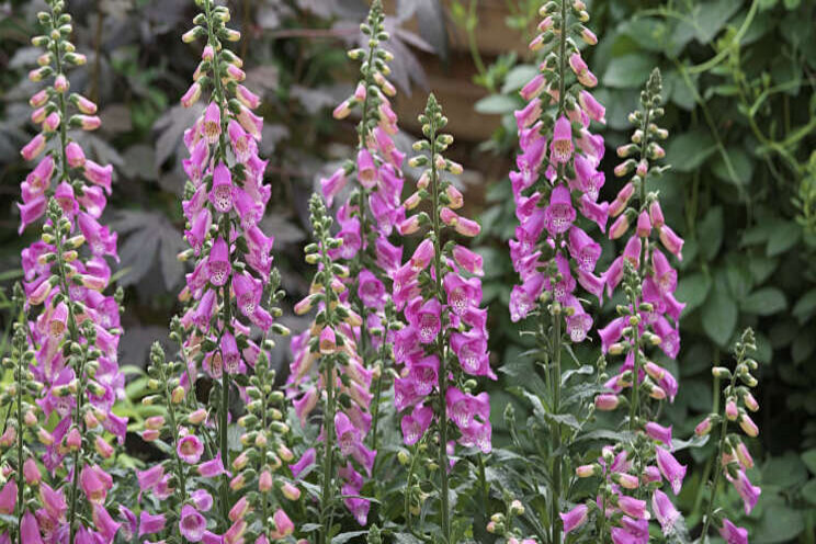 Digitalis Panther terug