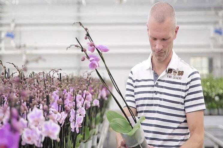 Video: Radijs telen met schoon en goed water