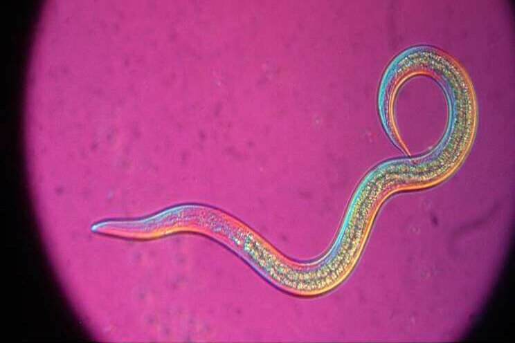 Nieuwe nematodenformule met goede oplosbaarheid